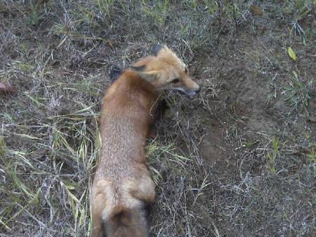 first fox.jpg