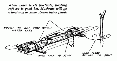 TM-muskrat04.gif