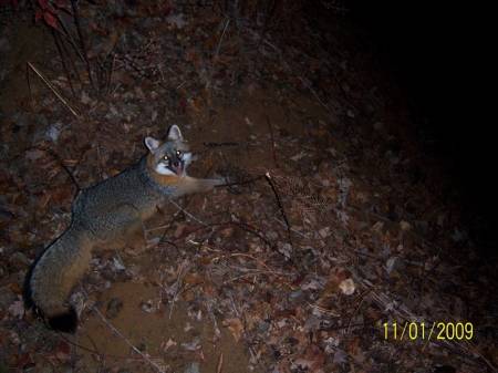 Grey fox.jpg