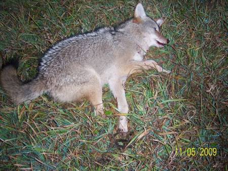 First coyote.jpg