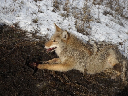 coyote.jpg