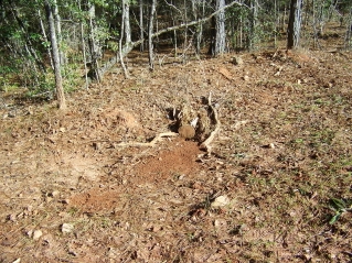 dirt hoe middle food plot.jpg