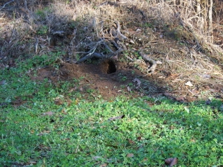 dirt hole clover plot.jpg