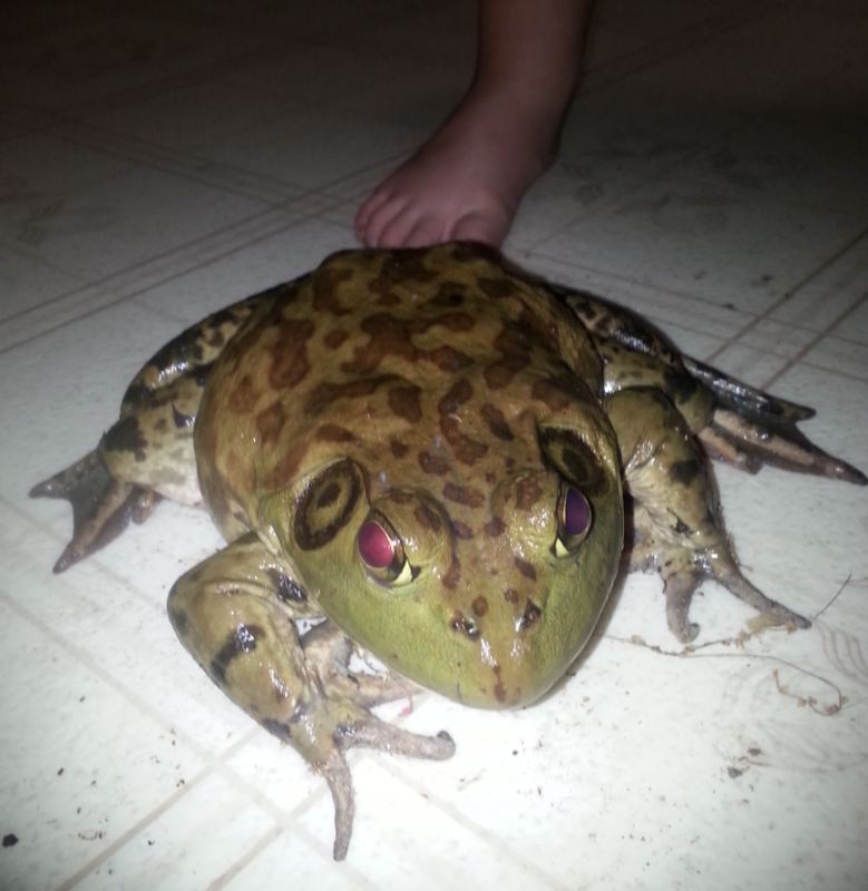 5 Nights Fishing for MASSIVE BULLFROGS in a SWAMP! How To CATCH, CLEAN &  COOK DELICIOUS Frog Legs! 