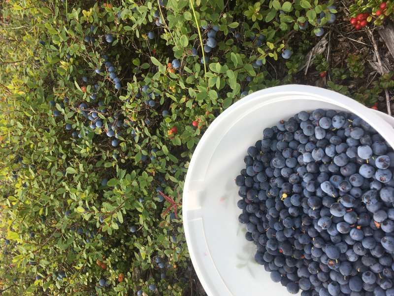 Where do your Blueberries come from? - Trapperman Forums