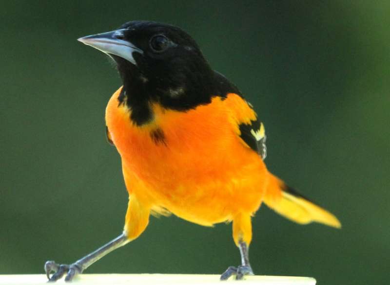 Attached picture aoriole.JPG