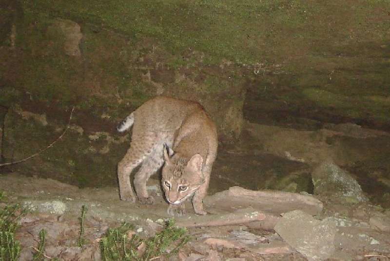 Attached picture bobcat.jpg
