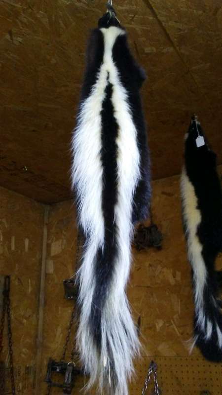 Attached picture skunk1.jpg