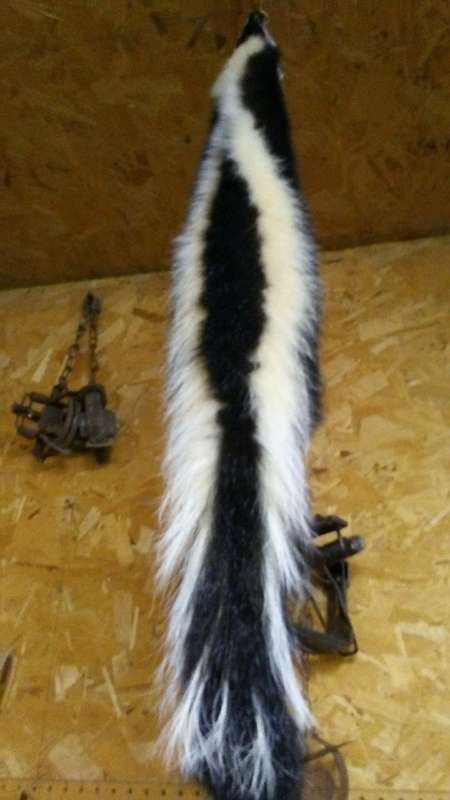 Attached picture skunk2.jpg