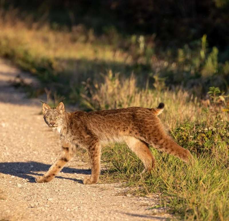 Bobcat Hybrid