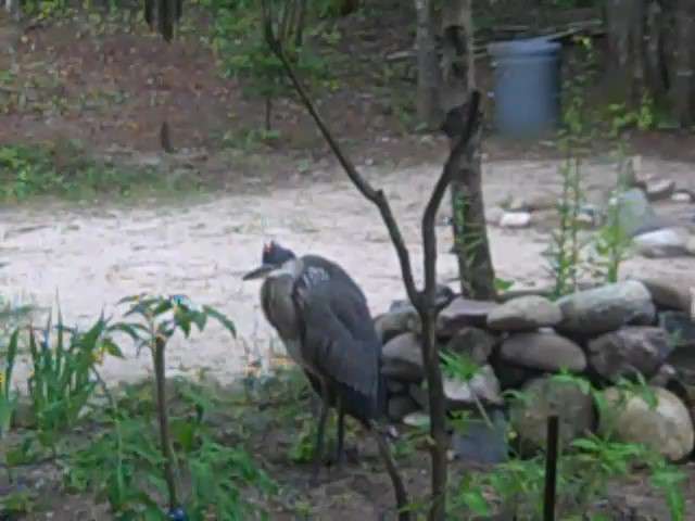 Attached picture HERON_Moment.jpg