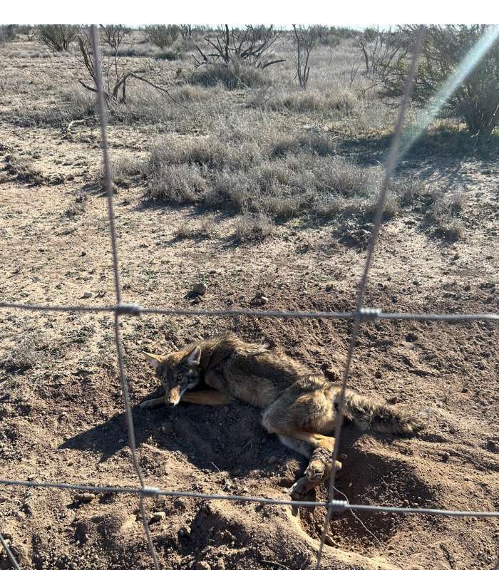 West Texas Trapping Jobs Pics - Trapperman Forums