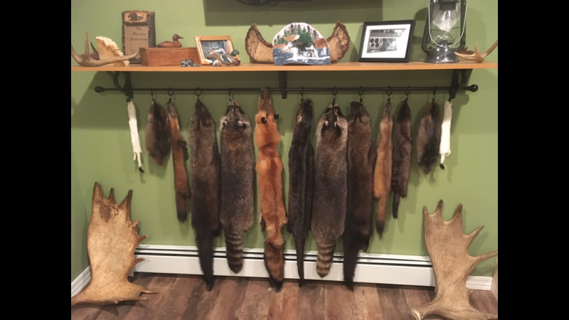 Fur Pelts Decorative Displays: A Comprehensive Guide