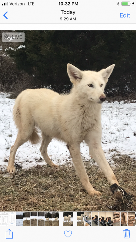 albino coyote